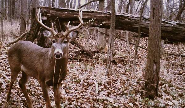 14.5 Acres of Recreational & Residential Land for Sale in Hutsonville, Illinois