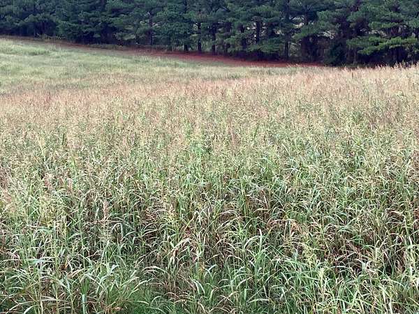 21.5 Acres of Land for Sale in Pencil Bluff, Arkansas