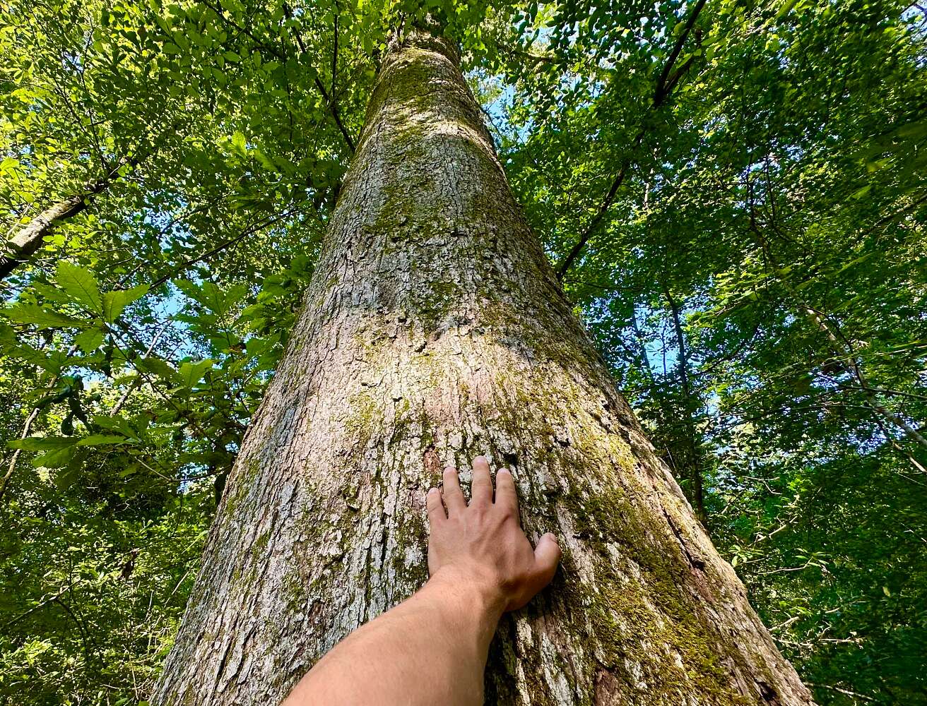 158 Acres of Recreational Land for Sale in McLain, Mississippi