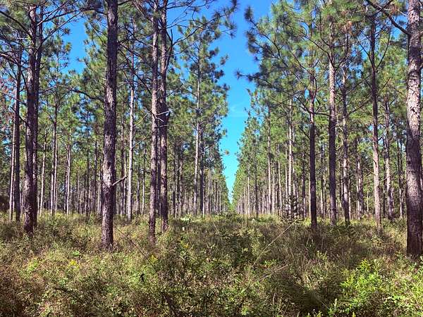 196 Acres of Recreational Land for Sale in Dawson, Georgia