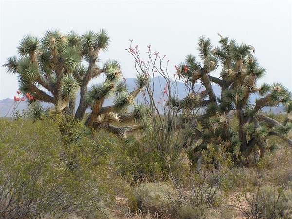40 Acres of Land for Sale in Yucca, Arizona