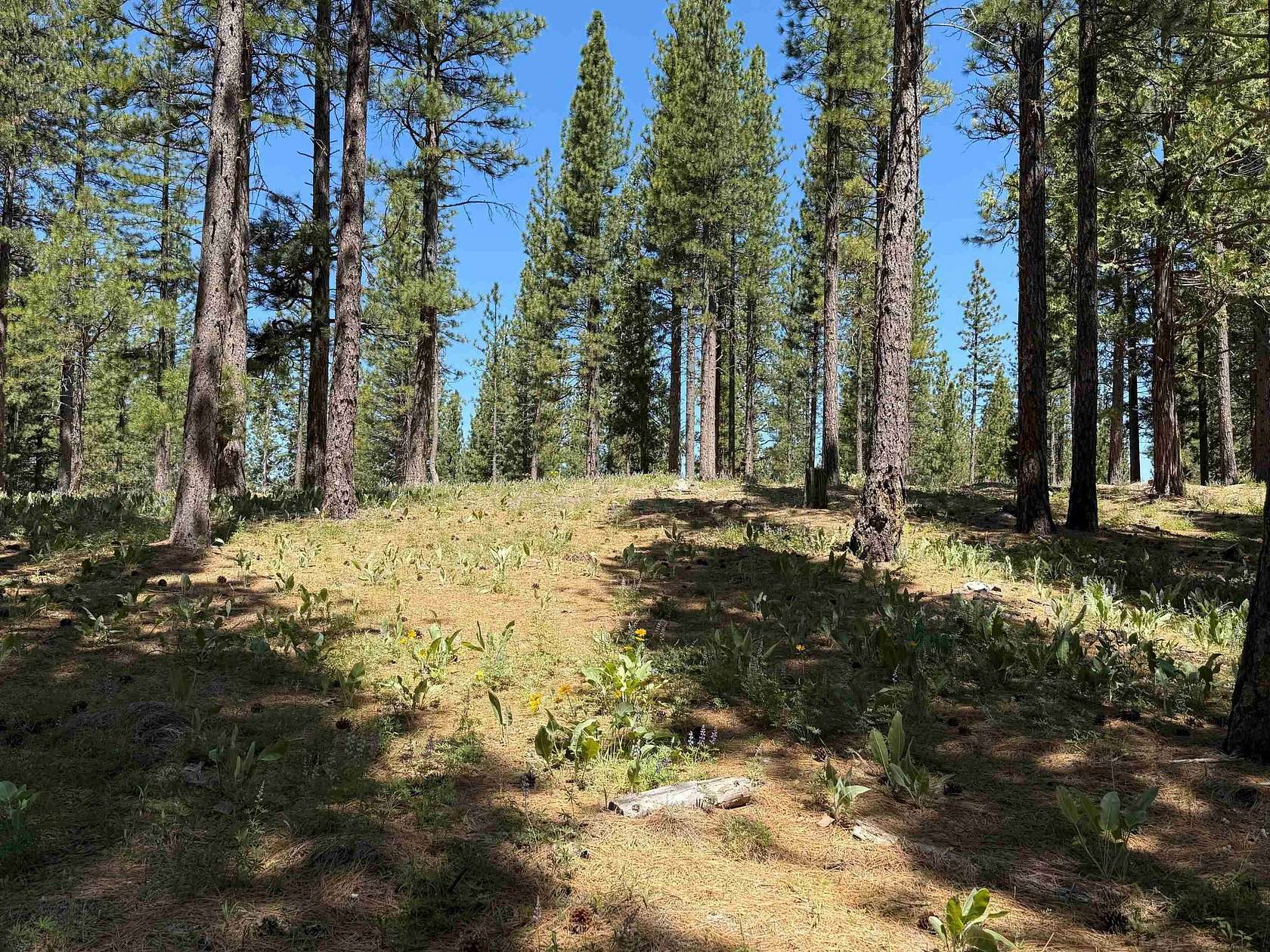1.25 Acres of Land for Sale in Clio, California