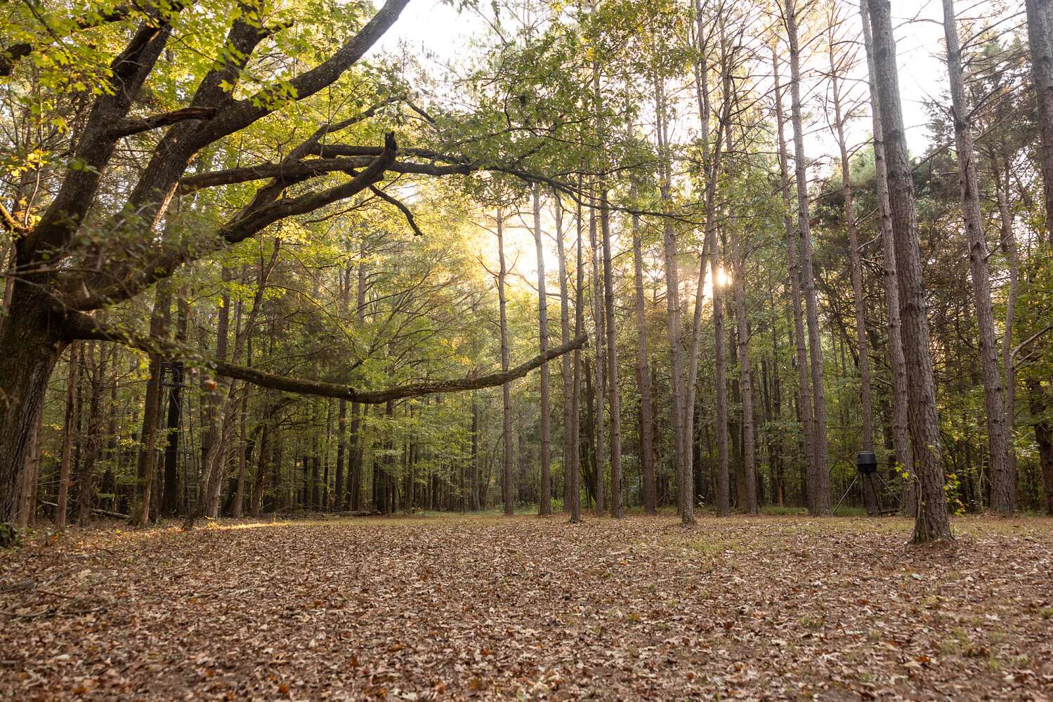 82 Acres of Land for Sale in West Point, Mississippi
