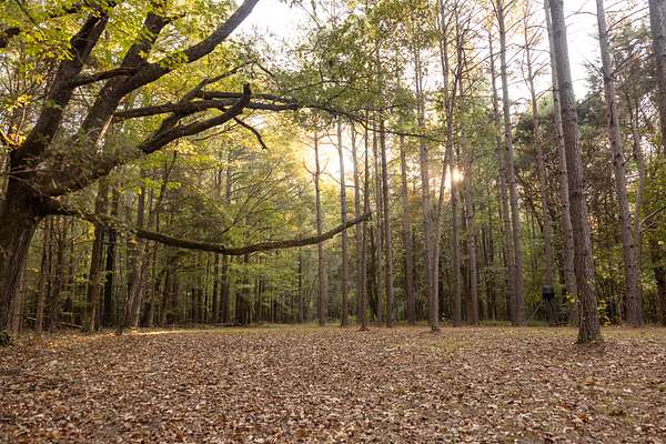 82 Acres of Land for Sale in West Point, Mississippi