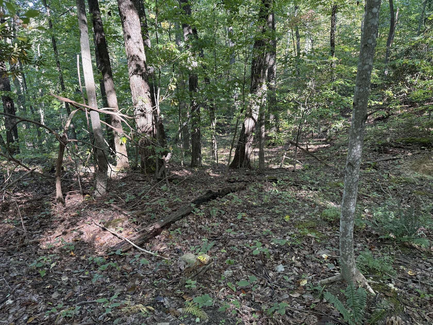 5 Acres of Residential Land for Sale in Parrottsville, Tennessee