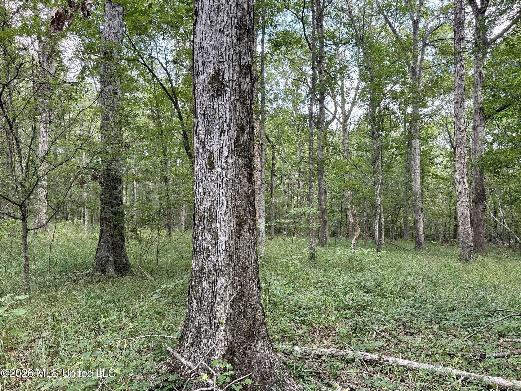 160 Acres of Recreational Land for Sale in Camden, Mississippi