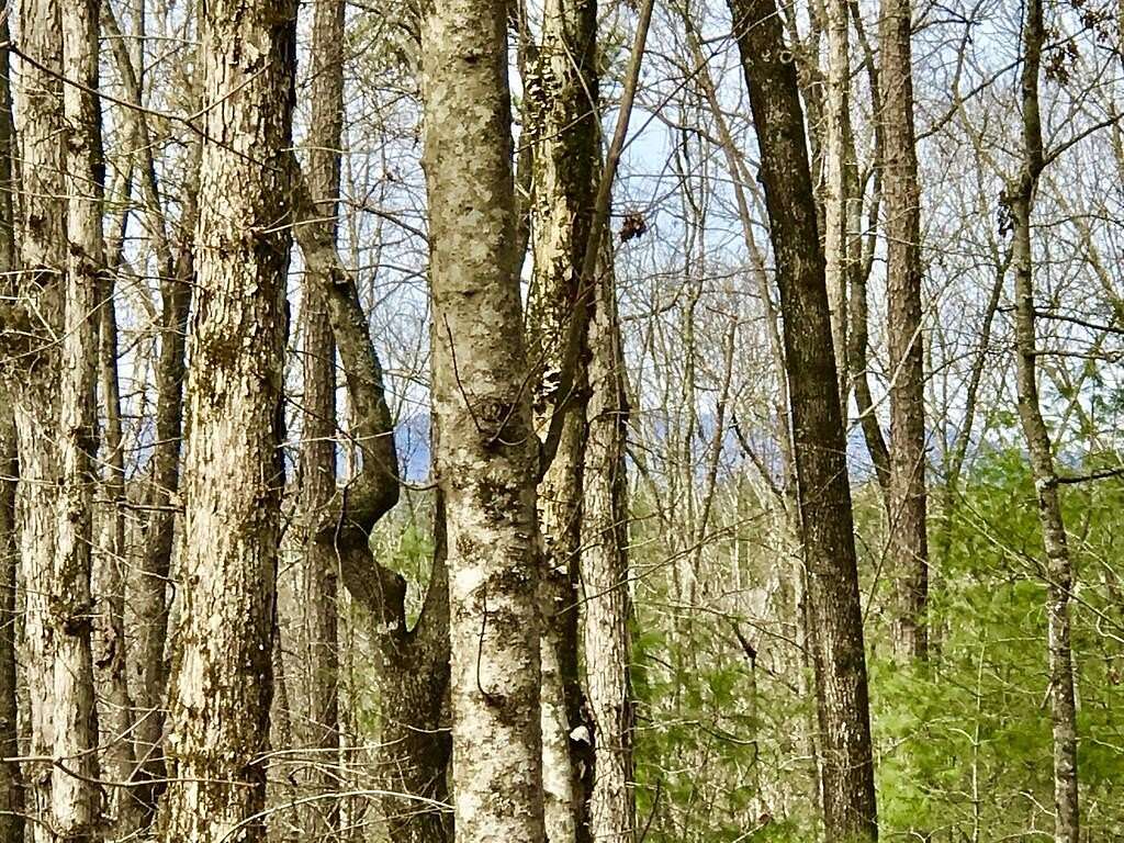 0.63 Acres of Residential Land for Sale in Ellijay, Georgia