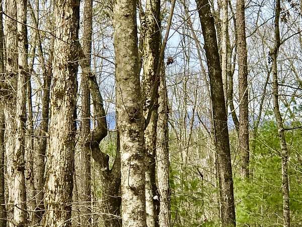 0.63 Acres of Residential Land for Sale in Ellijay, Georgia