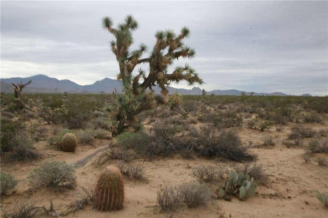 40 Acres of Agricultural & Residential Land for Sale in Yucca, Arizona