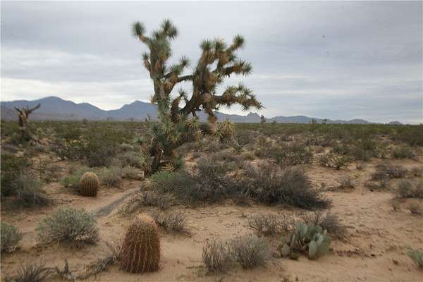 40 Acres of Agricultural & Residential Land for Sale in Yucca, Arizona