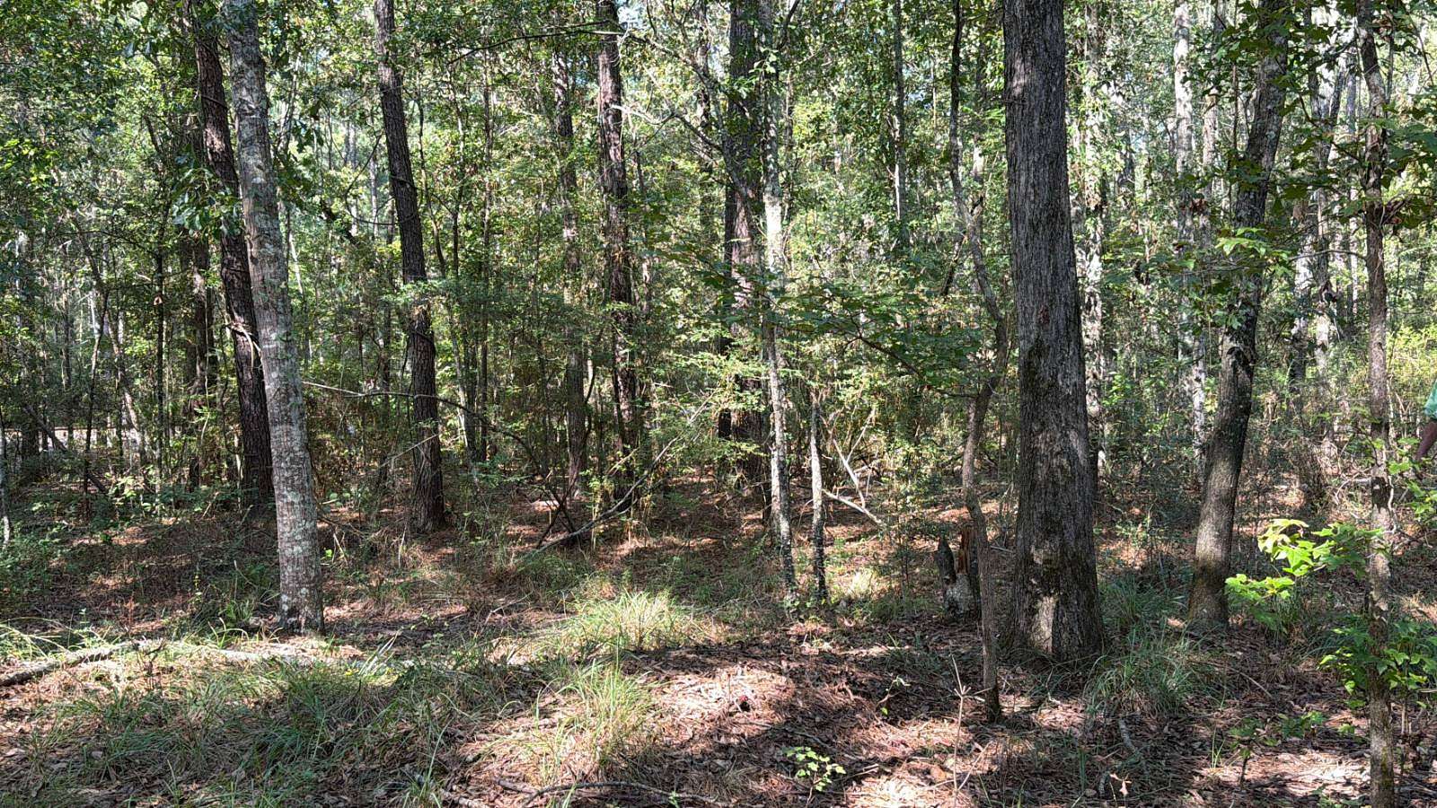 15 Acres of Mixed-Use Land for Sale in Hornbeck, Louisiana
