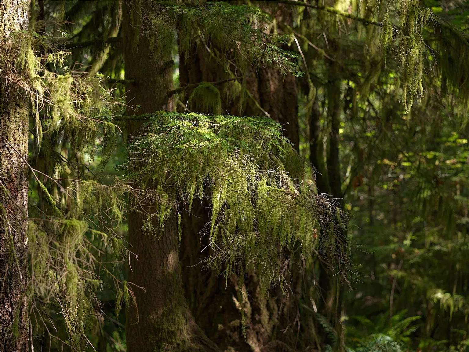 53 Acres of Land for Sale in Washougal, Washington