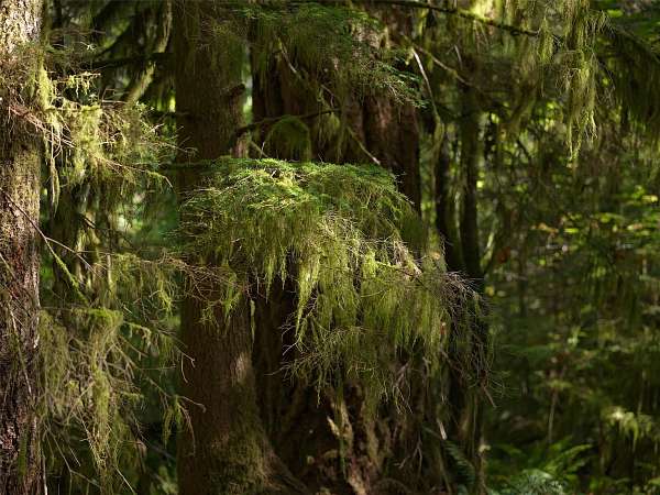 53 Acres of Land for Sale in Washougal, Washington