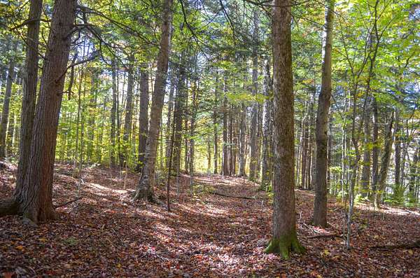 3 Acres of Residential Land for Sale in Ludlow, Vermont