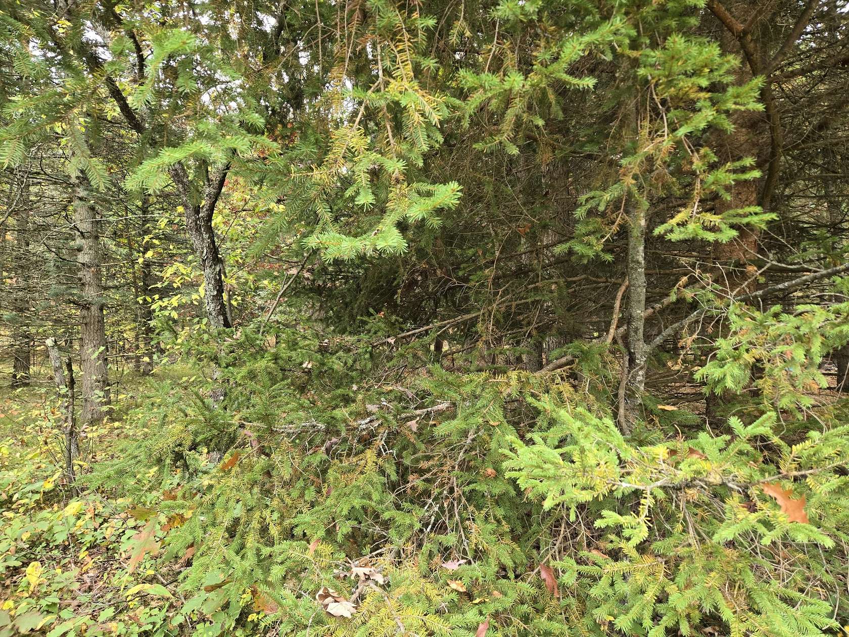 2.39 Acres of Land for Sale in Irons, Michigan