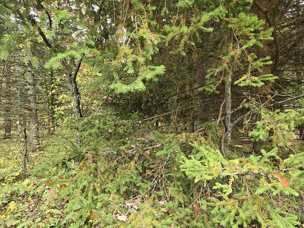 2.39 Acres of Land for Sale in Irons, Michigan