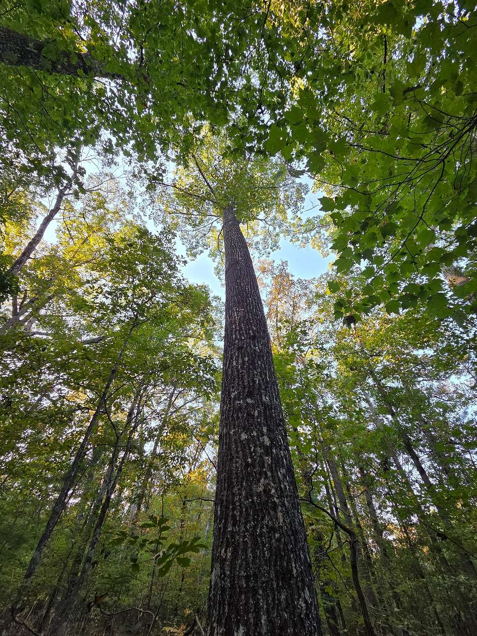 4 Acres of Residential Land for Sale in Flovilla, Georgia