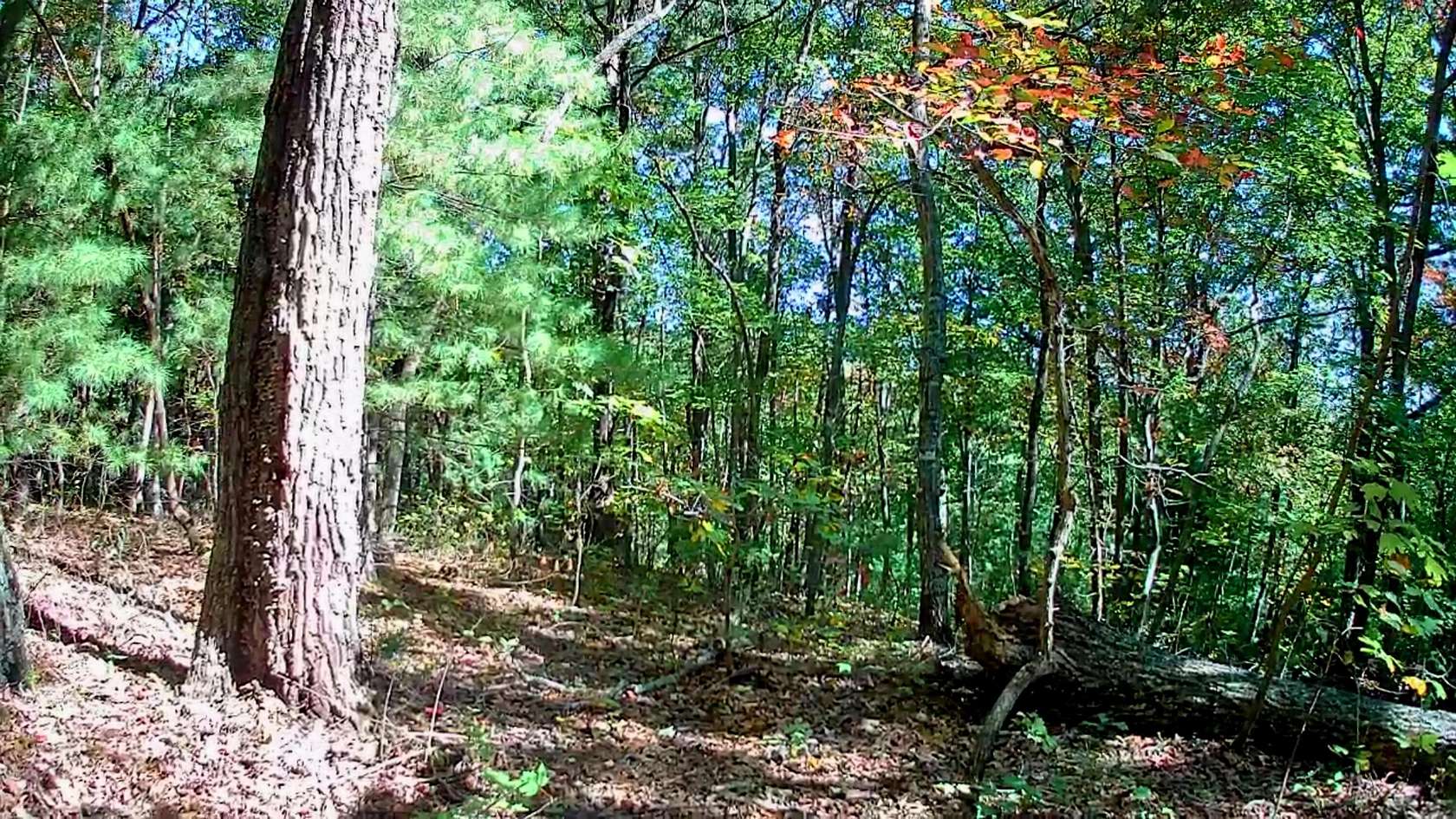 24 Acres of Recreational & Residential Land for Sale in Chatsworth, Georgia