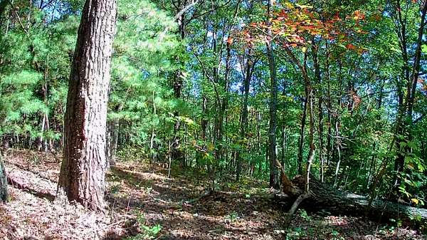24 Acres of Recreational & Residential Land for Sale in Chatsworth, Georgia