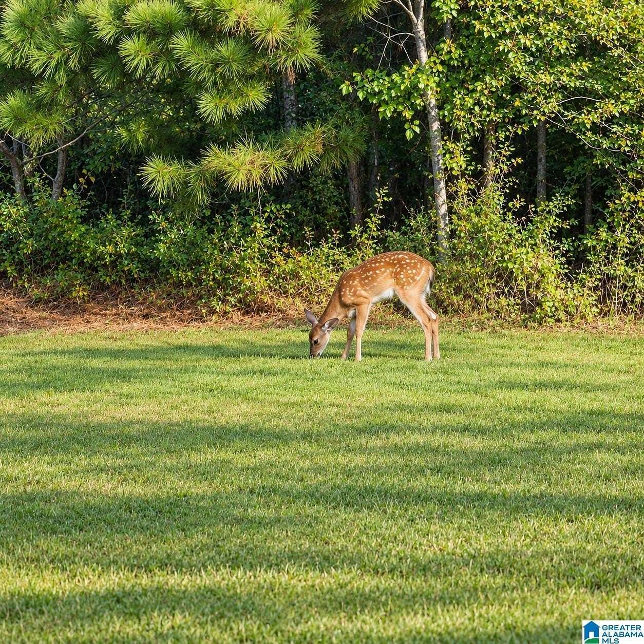 65.9 Acres of Recreational & Residential Land for Sale in Oneonta, Alabama