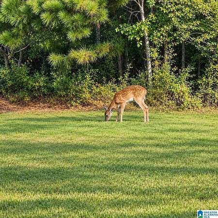 65.9 Acres of Recreational & Residential Land for Sale in Oneonta, Alabama