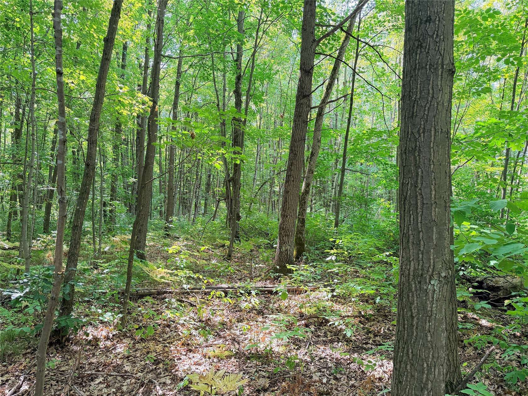 10 Acres of Land for Sale in Glen Flora, Wisconsin