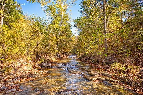 302 Acres of Land for Sale in Walnut Shade, Missouri
