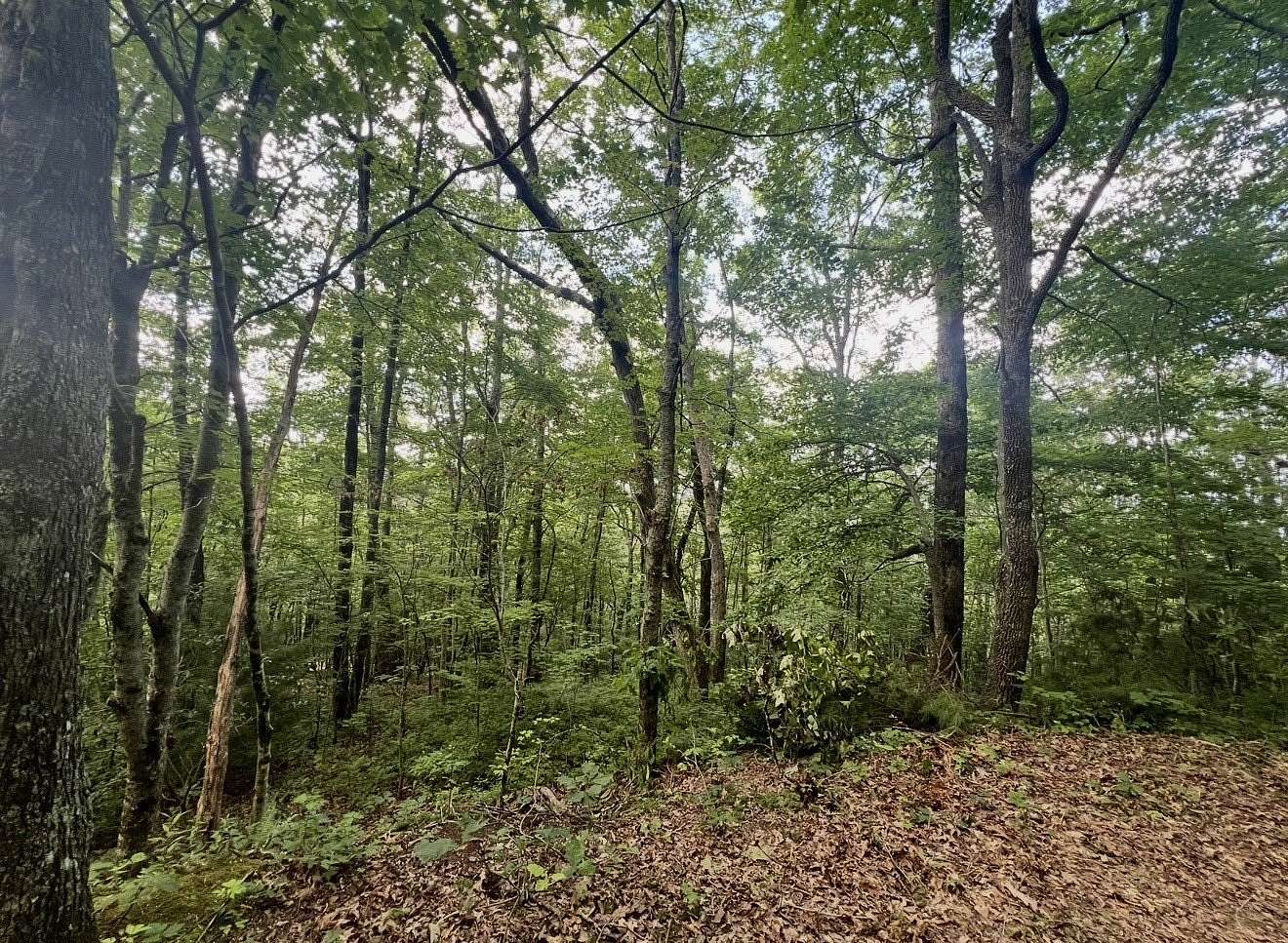 2.37 Acres of Residential Land for Sale in Scaly Mountain, North Carolina