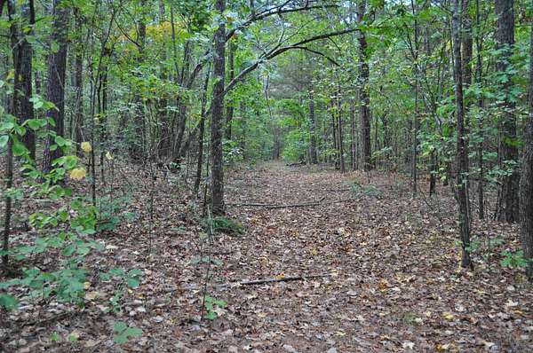 40 Acres of Recreational & Residential Land for Sale in Bee Branch, Arkansas