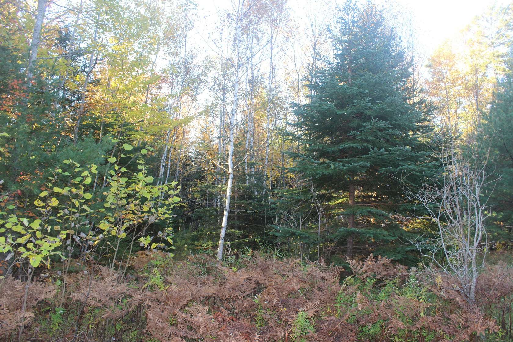 0.25 Acres of Residential Land for Sale in Perry, Maine