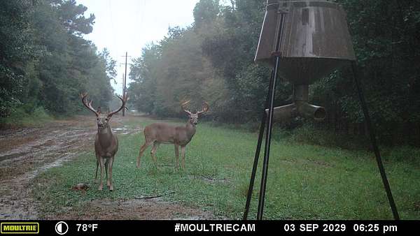 262 Acres of Land for Sale in Sicily Island, Louisiana