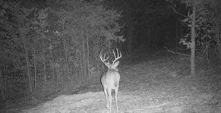 17.2 Acres of Land for Sale in Rice, Virginia