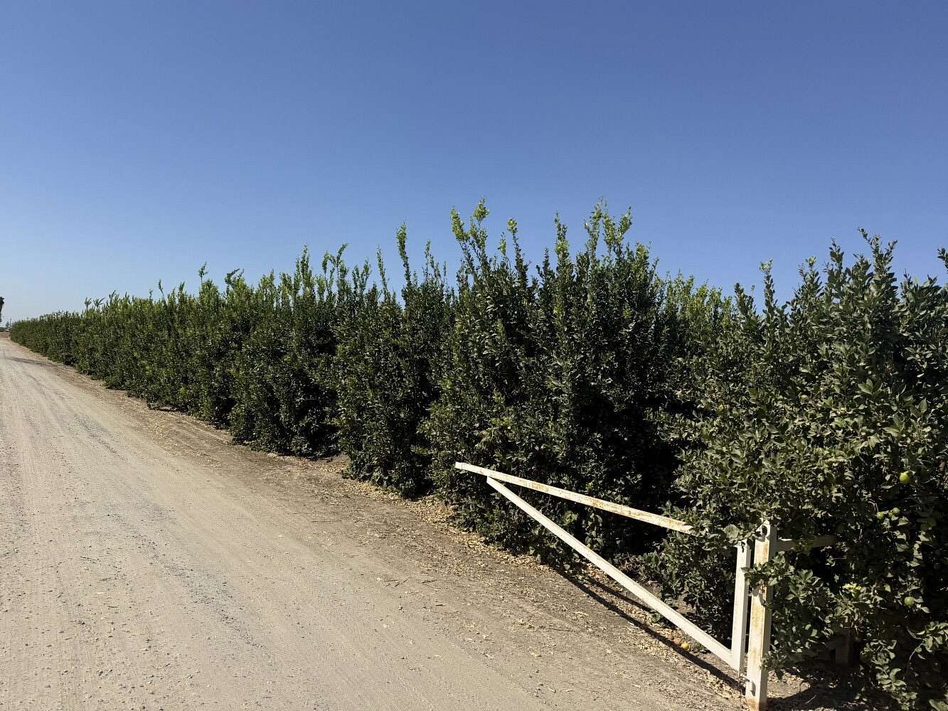 476 Acres of Land for Sale in Dinuba, California