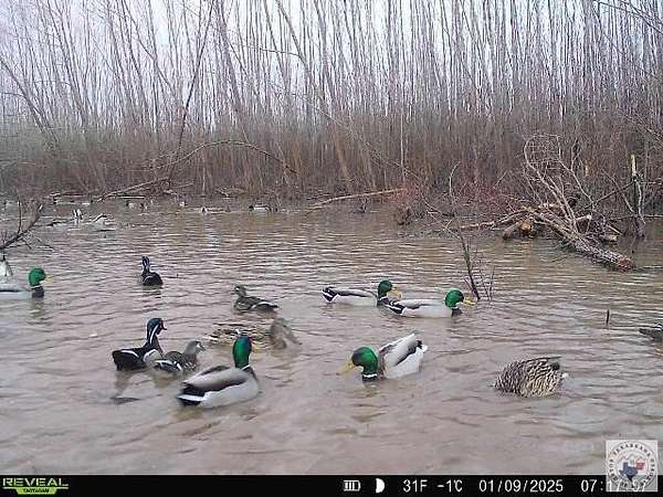 444 Acres of Recreational Land with Home for Sale in De Kalb, Texas