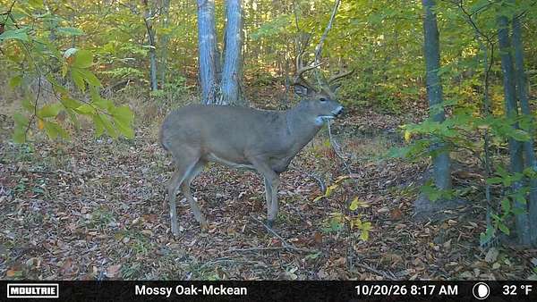 103 Acres of Recreational Land for Sale in Eldred, Pennsylvania