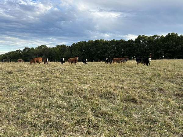 7.62 Acres of Land for Sale in Billings, Missouri