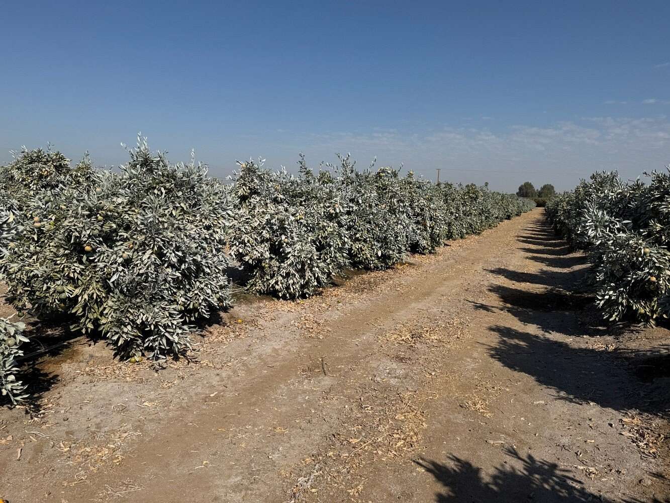 82.3 Acres of Land for Sale in Exeter, California