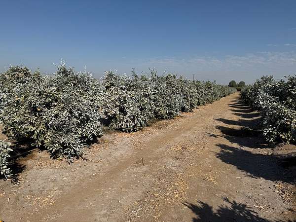 82.3 Acres of Land for Sale in Exeter, California