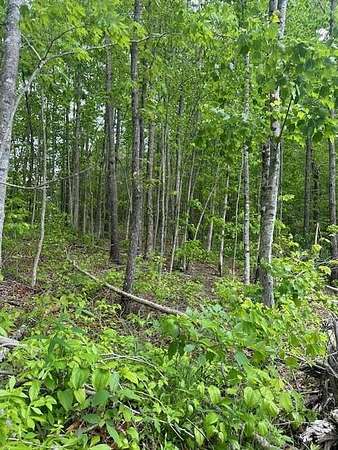 5.69 Acres of Land for Sale in Wilder, Tennessee