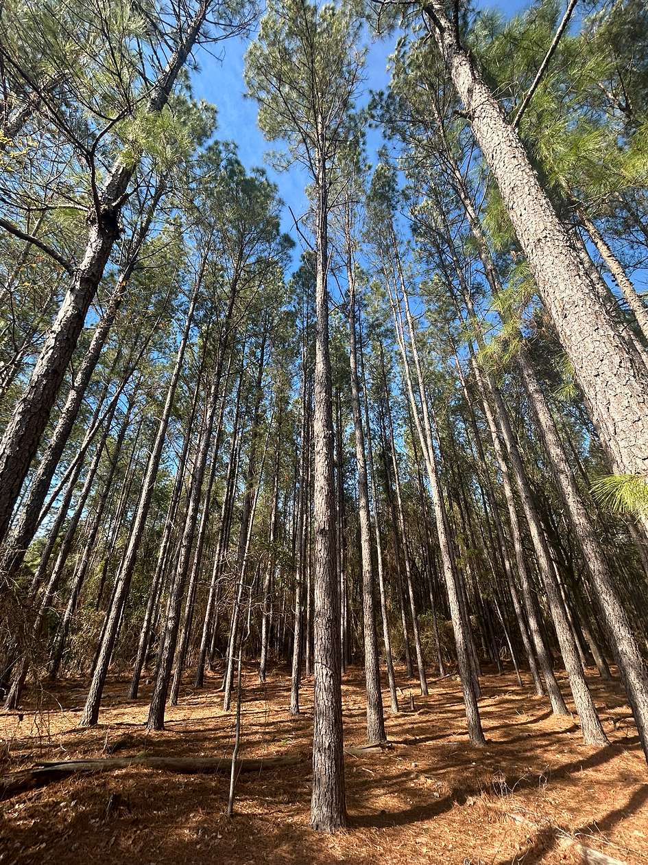 80 Acres of Land for Sale in Black, Alabama