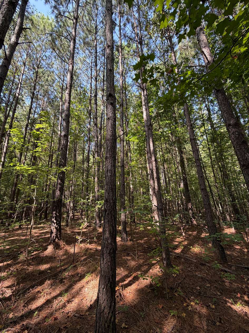 931 Acres of Recreational & Residential Land for Sale in Duncanville, Alabama