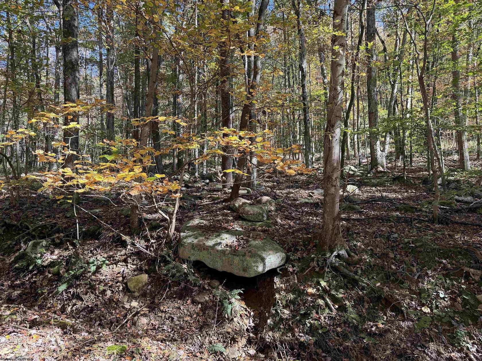 65.4 Acres of Recreational & Residential Land for Sale in Philippi, West Virginia