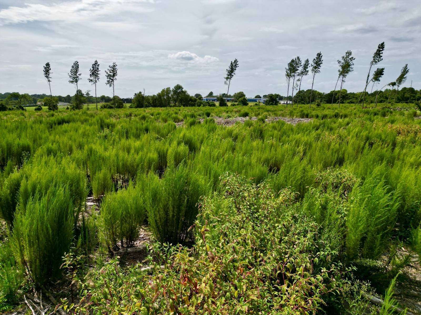 8.64 Acres of Residential Land for Sale in St. Matthews, South Carolina