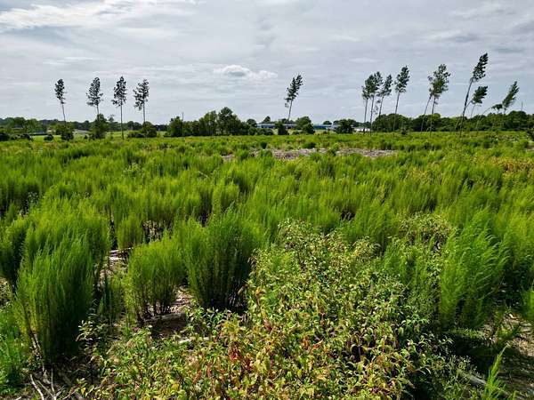 8.64 Acres of Residential Land for Sale in St. Matthews, South Carolina