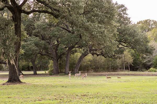 4.38 Acres of Land for Sale in Burton, Texas