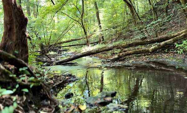 85.8 Acres of Recreational & Residential Land for Sale in Collinwood, Tennessee