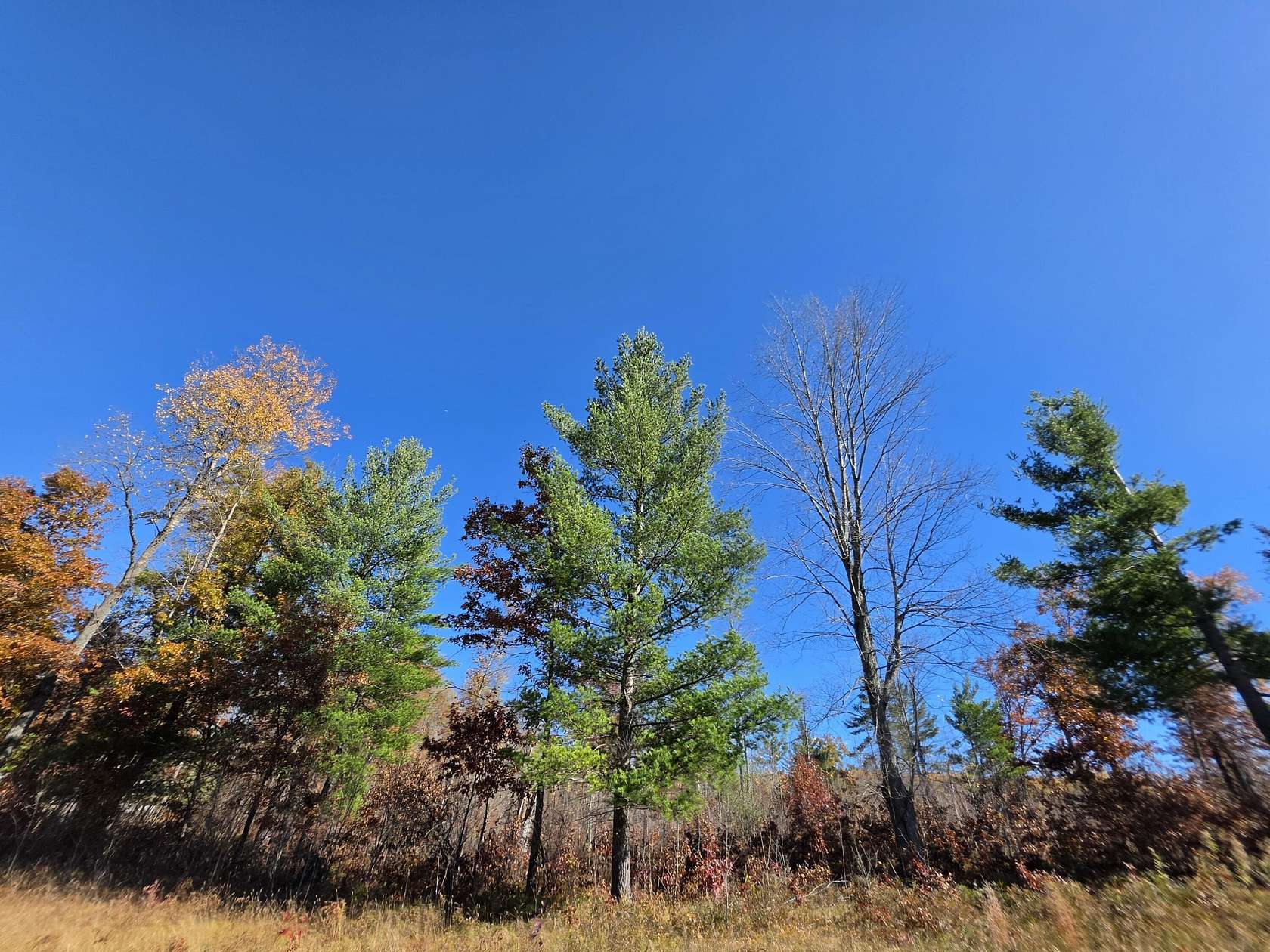16 Acres of Recreational Land for Sale in Atlanta, Michigan