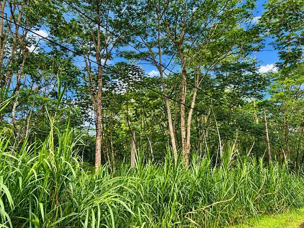 0.19 Acres of Residential Land for Sale in Pahoa, Hawaii