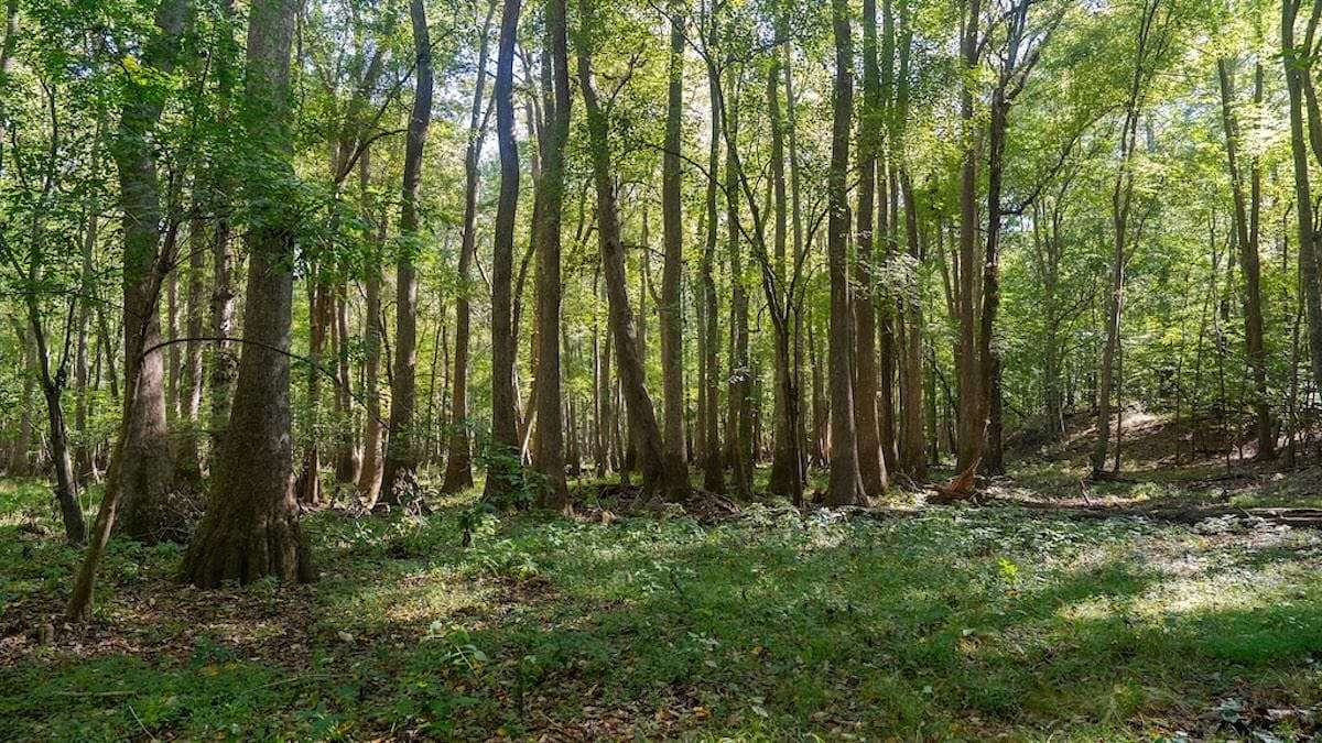 588 Acres of Land for Sale in Scotland Neck, North Carolina