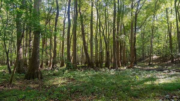 588 Acres of Land for Sale in Scotland Neck, North Carolina
